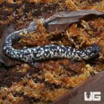White Cheek Slimy Salamanders For Sale - Underground Reptiles