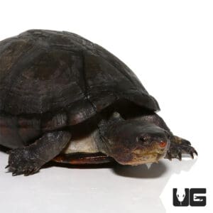 White Lipped Mud Turtles (Kinosternon leucostomum) For Sale ...