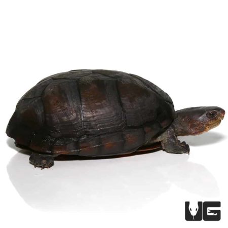 White Lipped Mud Turtles (Kinosternon leucostomum) For Sale ...