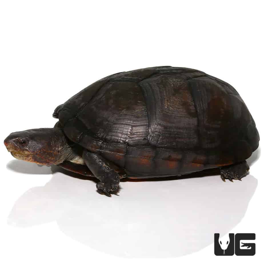 White Lipped Mud Turtle (3-6