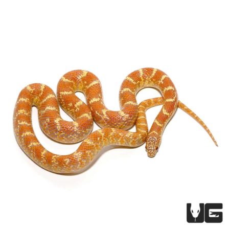 Hyper X Lavender Kingsnake For Sale - Underground Reptiles