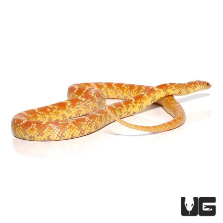 Hyper X Lavender Kingsnake For Sale - Underground Reptiles