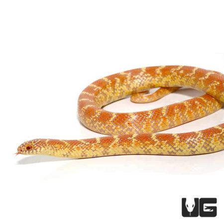 Hyper X Lavender Kingsnake For Sale - Underground Reptiles