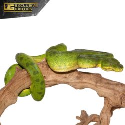 Anaconda Phase Emerald Tree Boas For Sale - Underground Reptiles