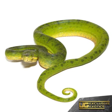 Anaconda Phase Emerald Tree Boas For Sale - Underground Reptiles