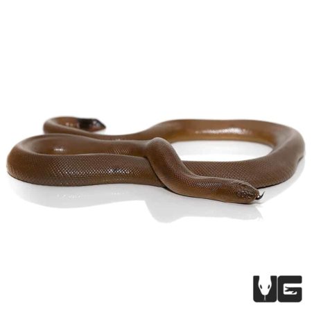 Rubber Boas For Sale - Underground reptiles