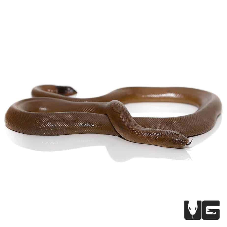 Rubber Boa For Sale Underground reptiles