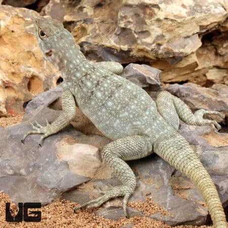 Madagascar Spotted Spiny Tailed Iguana For Sale - Underground Reptiles