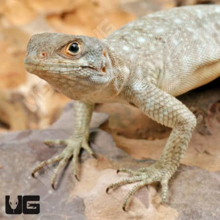Madagascar Spotted Spiny Tailed Iguana For Sale - Underground Reptiles