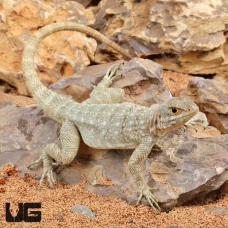 Madagascar Spotted Spiny Tailed Iguana For Sale - Underground Reptiles