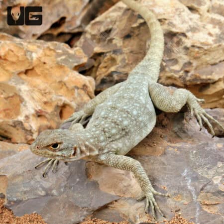 Madagascar Spotted Spiny Tailed Iguana For Sale - Underground Reptiles