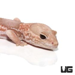 Adult Albino Fat Tail Geckos For Sale - Underground Reptiles