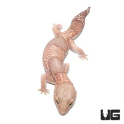Adult Albino Fat Tail Geckos For Sale - Underground Reptiles