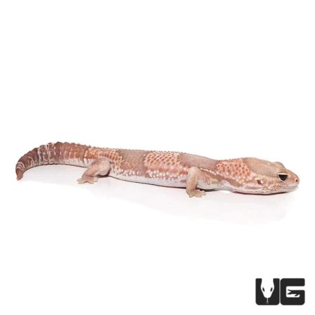 Adult Albino Fat Tail Geckos For Sale - Underground Reptiles