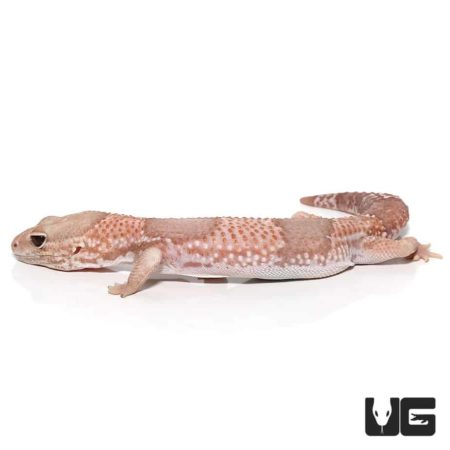 Adult Albino Fat Tail Geckos For Sale - Underground Reptiles