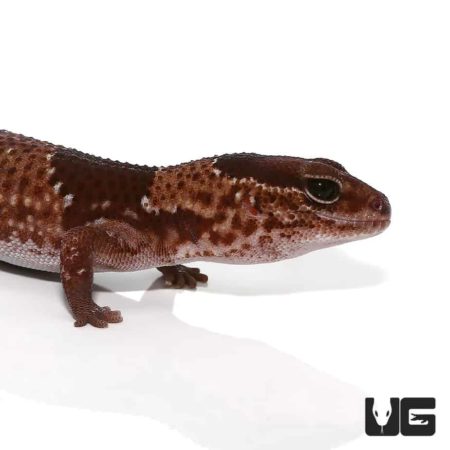Adult Fat Tail Geckos For Sale - Underground Reptiles