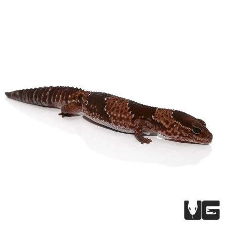 Adult Fat Tail Geckos For Sale - Underground Reptiles
