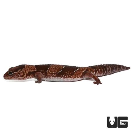 Adult Fat Tail Geckos For Sale - Underground Reptiles