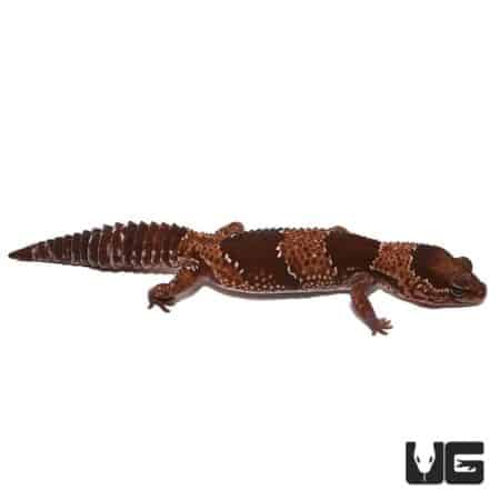 Adult Fat Tail Geckos For Sale - Underground Reptiles