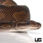 Cinnamon GHI Ball Pythons (Python regius) For Sale - Underground Reptiles