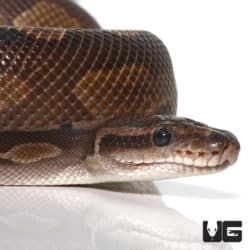 Cinnamon GHI Ball Pythons (Python regius) For Sale - Underground Reptiles