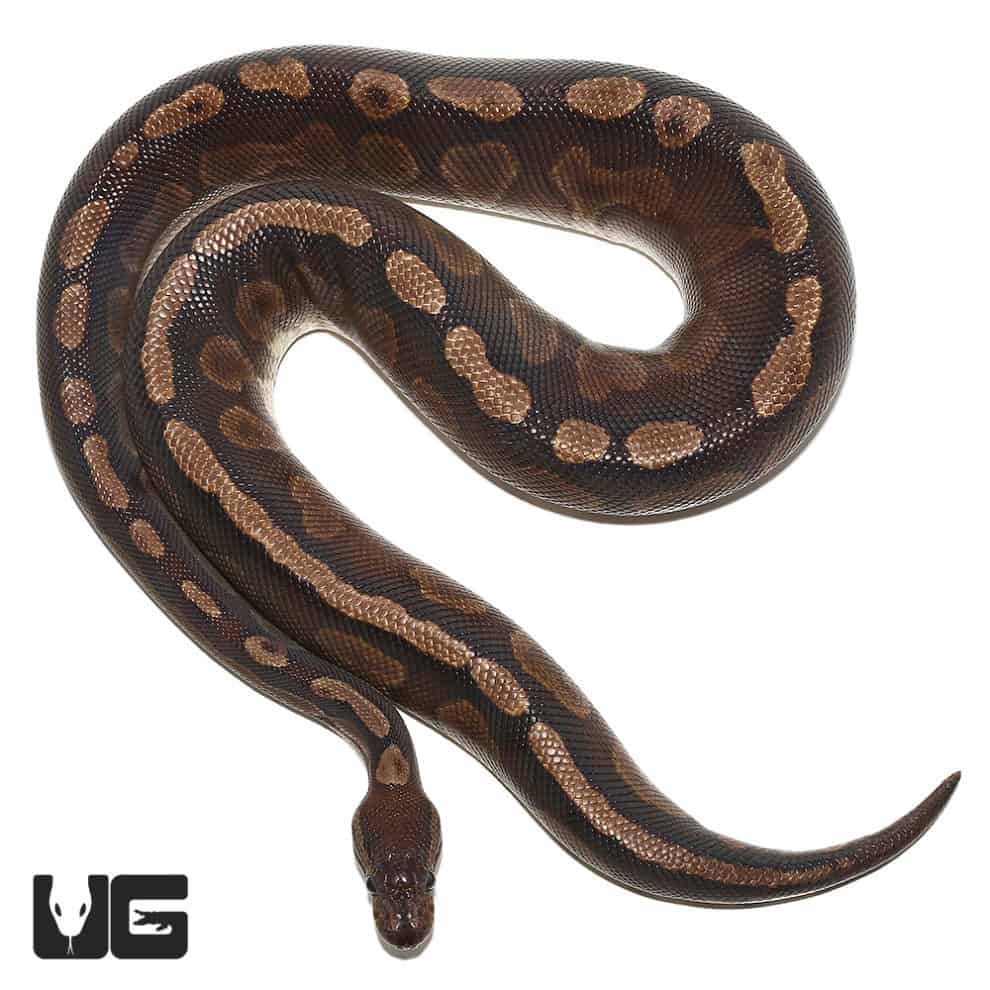 Baby Cinnamon GHI Ball Python For Sale - Underground Reptiles