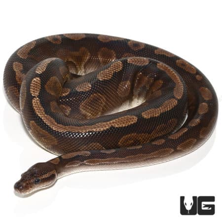 Adult Male Cinnamon GHI Ball Python, showcasing vibrant coloration and unique patterning.