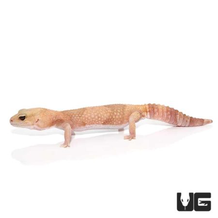 Adult Jungle Albino Fat Tail Geckos For Sale - Underground Reptiles