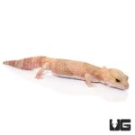 Adult Jungle Albino Fat Tail Geckos For Sale - Underground Reptiles