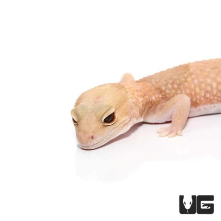 Adult Jungle Albino Fat Tail Geckos For Sale - Underground Reptiles