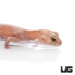 Adult Jungle Albino Striped Fat Tail Geckos For Sale - Underground Reptiles