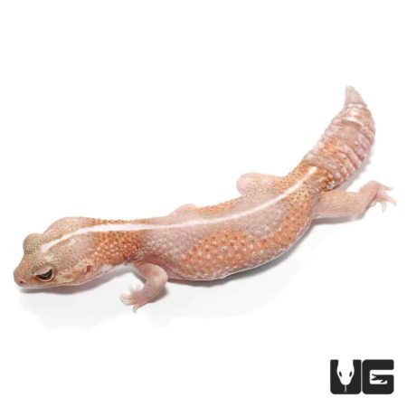 Adult Jungle Albino Striped Fat Tail Geckos For Sale - Underground Reptiles