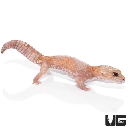Adult Jungle Albino Striped Fat Tail Geckos For Sale - Underground Reptiles