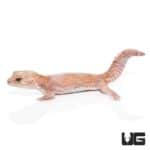 Adult Jungle Albino Striped Fat Tail Geckos For Sale - Underground Reptiles