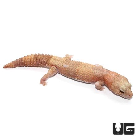 Adult Tangerine Albino Fat Tail Geckos For Sale - Underground Reptiles
