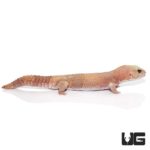 Adult Tangerine Albino Fat Tail Geckos For Sale - Underground Reptiles