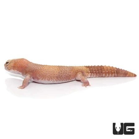 Adult Tangerine Albino Fat Tail Geckos For Sale - Underground Reptiles