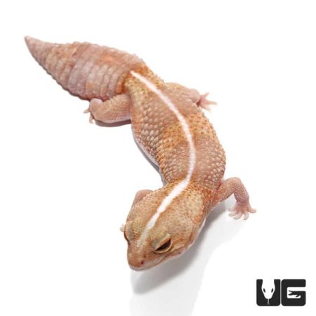 Adult Tangerine Striped Albinos Fat Tail Gecko For Sale - Underground Reptiles