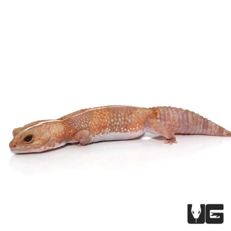 Adult Tangerine Striped Albinos Fat Tail Gecko For Sale - Underground Reptiles
