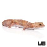 Adult Tangerine Striped Albinos Fat Tail Gecko For Sale - Underground Reptiles