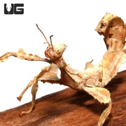 Giant Prickly Stick Insects (Extatosoma tiaratum) For Sale - Underground Reptiles