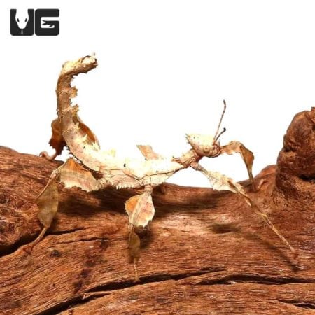 Giant Prickly Stick Insects (Extatosoma tiaratum) For Sale - Underground Reptiles