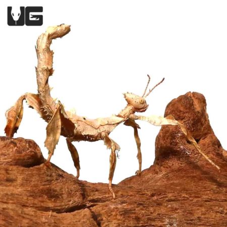 Giant Prickly Stick Insects (Extatosoma tiaratum) For Sale - Underground Reptiles