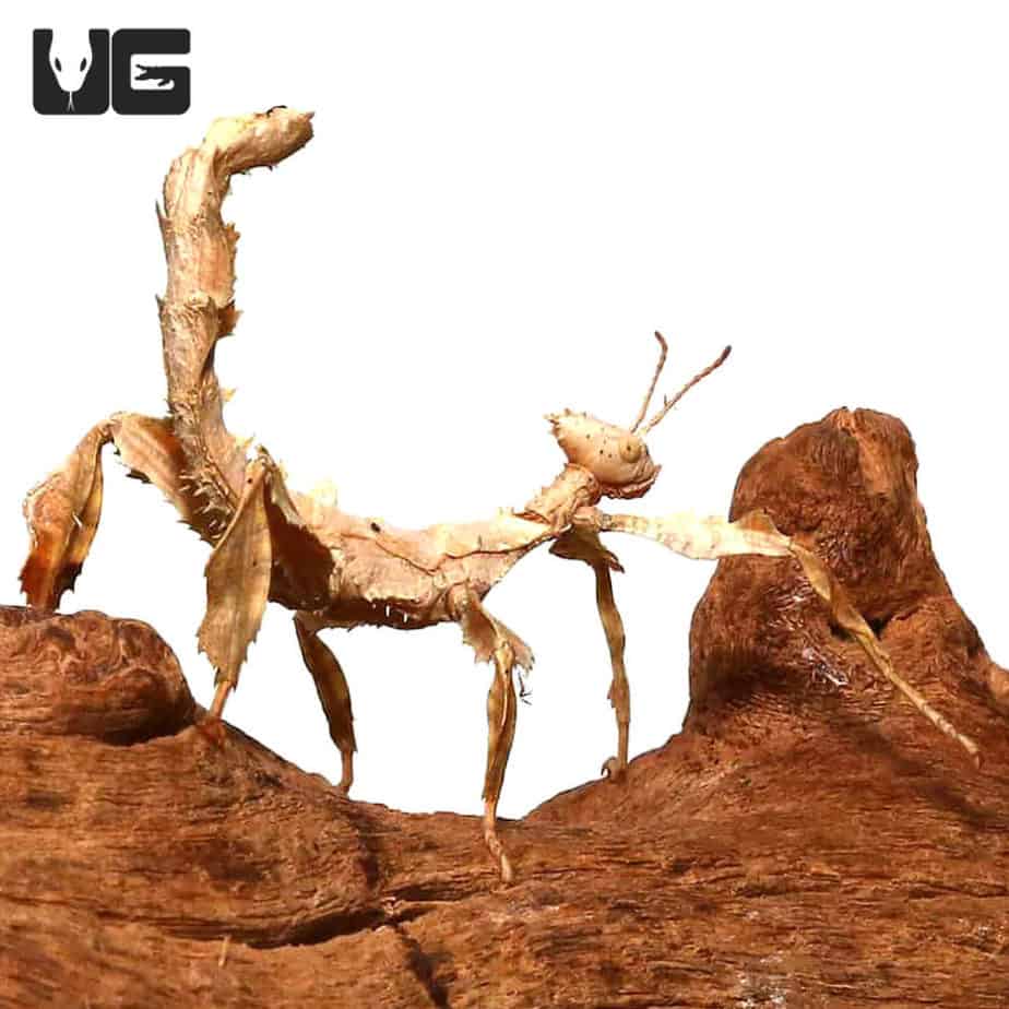 Giant Prickly Stick Insects For Sale - Underground Reptiles