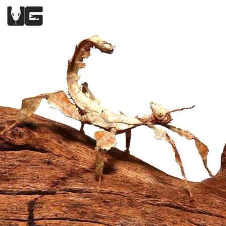 Giant Prickly Stick Insects For Sale - Underground Reptiles