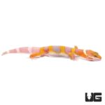 Baby Albino Leopard Geckos For Sale - Underground Reptiles