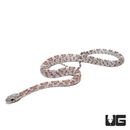 Baby Anery Sunkissed Cornsnakes Het Hypo Lava Striped Motley For Sale - Underground Reptiles