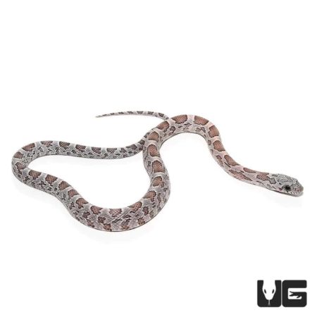 Baby Anery Sunkissed Cornsnakes Het Hypo Lava Striped Motley For Sale - Underground Reptiles