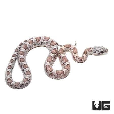 Baby Anery Sunkissed Cornsnakes Het Hypo Lava Striped Motley For Sale - Underground Reptiles