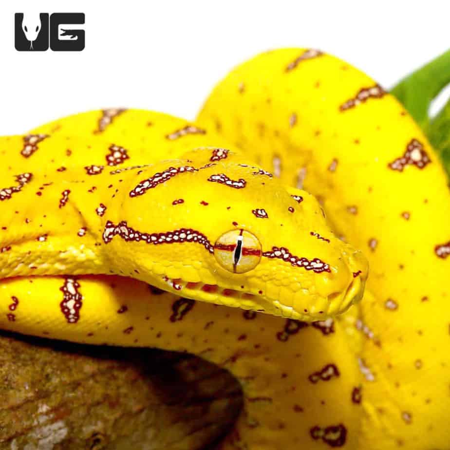 Baby Aru Green Tree Pythons For Sale - Underground Reptiles